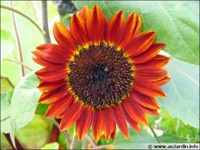 Quel est le type de cette fleur ?