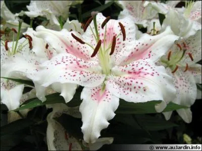 Quel est le type de cette fleur?