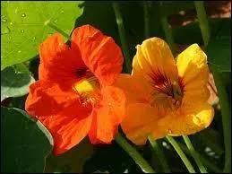 Ces fleurs sont elles comestibles ?