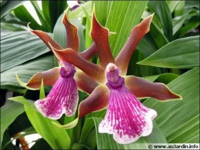 Quel est le type de cette fleur ?