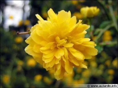 Quel est le type de cette fleur ?