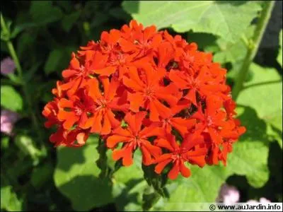 Est-ce que cette fleur représente une religion ?