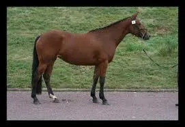 Quelle est la robe de ce cheval ?