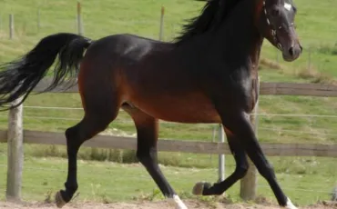 Quiz Galop 3