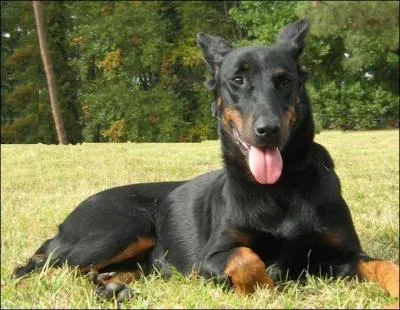 Comment est aussi appelé le "Bas rouge" ?