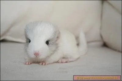 Quel est ce rongeur ?