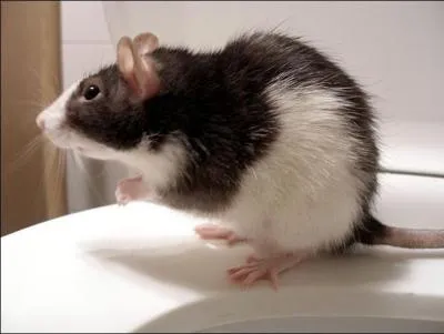 Quel est ce rongeur ?