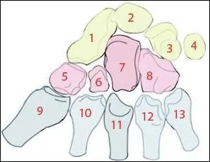 Les carpes de sa main ont été [écrasé. .] par un parpaing lorsqu'il montait le mur du jardin.