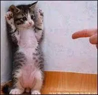 Se soumettre ou exécuter servilement un ordre, c'est "obéir ..."