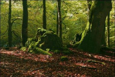 Quelle est cette forêt mi-française, mi-espagnole du Pays basque, immense massif de hêtraies-sapinières avec parfois des ifs?