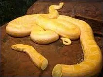 Et quels sont ce fruit et cet animal ?