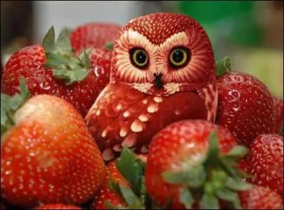 Quels sont cet animal et ce fruit ?