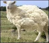 Quel est ce légume et cet animal ?