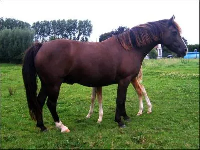 Quelle est la robe de ce cheval ? C'est un :