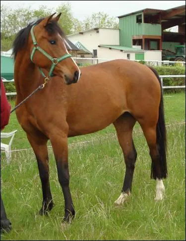 Quelle est la robe de ce cheval ? C'est un :