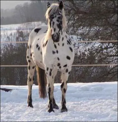 Quelle est la robe de ce cheval ? C'est un :