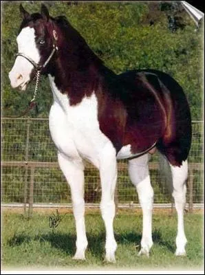 Quelle est la robe de ce cheval ? C'est un :