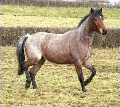 Quelle est la robe de ce cheval ? C'est un :