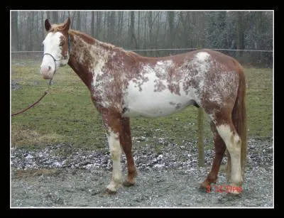 Quel est robe de ce cheval ? C'est un :