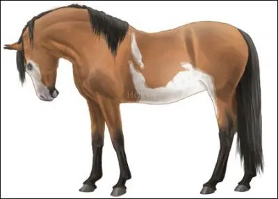 Quelle est la robe de ce cheval ? C'est un :