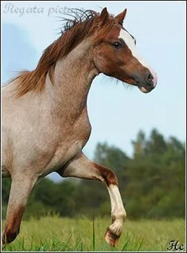 Quelle est la robe de ce cheval ? C'est un :