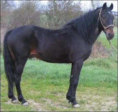 Quelle est la robe de ce cheval ? C'est un :