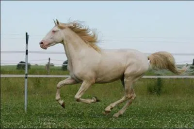 Attention la robe porte le même nom que la race de ce cheval ! C'est un :