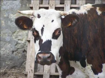 Quel animal est reprsent sur cette image ?