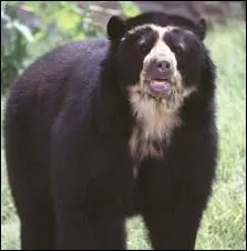 Quel animal est reprsent sur cette image ?