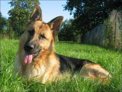 Quelle est cette race de chien ?