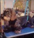 Quiz Chiens