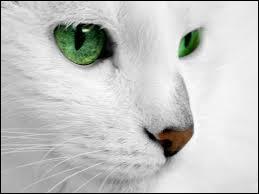  quelle marque vous fait penser ce chat aux yeux verts ?