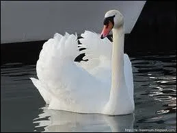  quelle marque de bijoux vous fait penser ce bel oiseau ?