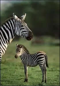 Quel est l'un des noms  savants  du zbre ?