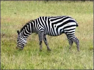 Quel est le rgime alimentaire du zbre ?