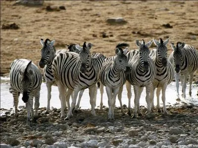 O les zbres vivent-ils ?