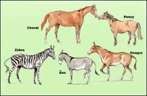 nes, chevaux et zbres font partie de la mme famille.