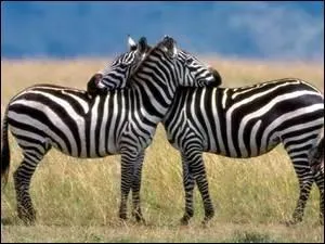 Comment s'appelle la famille  laquelle appartient le zbre ?