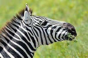 Quiz Savane