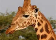 Quiz La girafe