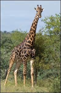 Le cou de la girafe peut mesurer jusqu'...