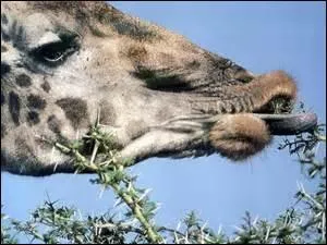 La langue de la girafe est prhensile .Cela signifie qu'elle lui permet...