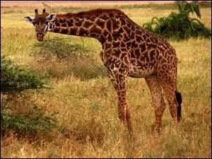 Les cornes de la girafe apparaissent ver l'ge de 2 ans :