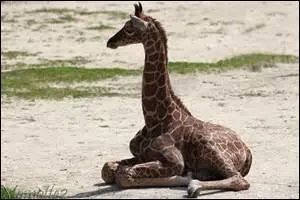 Au bout de ses pattes, la girafe ...