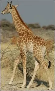 La girafe marche  l'amble . Cela veut dire qu'elle avance en mme temps ...
