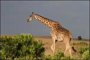 La girafe ...