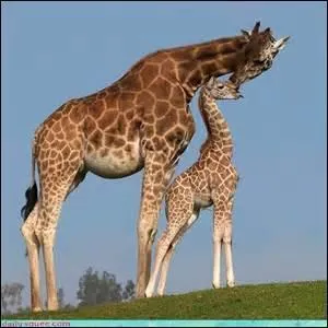 A combien de girafons la femelle donne-t-elle naissance , le plus souvent ?