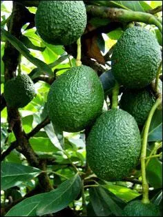 Que trouvez-vous en coupant un avocat ?