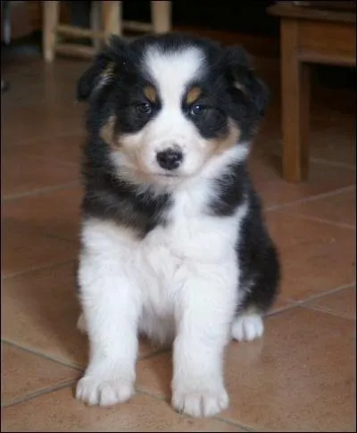 De quelle race est ce chien ?