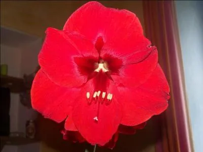 Quelle plante a t photographie ?